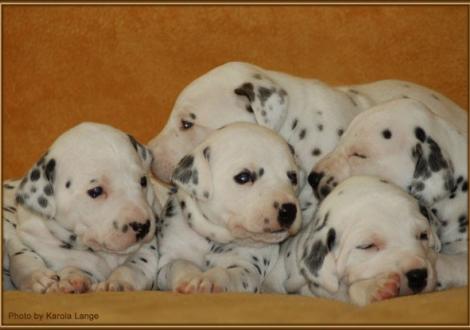 Lady Rosa, Mr. Blau, Mr. Rot, oben: Mr. Hellblau & Mr. Platte