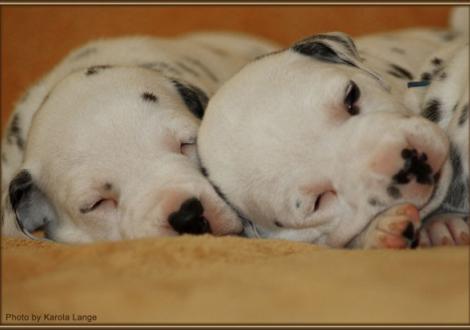 Lady Ohne & Lady Rosa