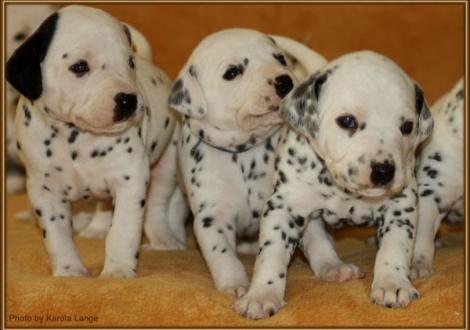 Mr. Platte, Mr. Blau & Mr. Braun