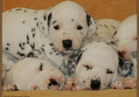 Lady Rosa, Lady Orange & Mr. Braun