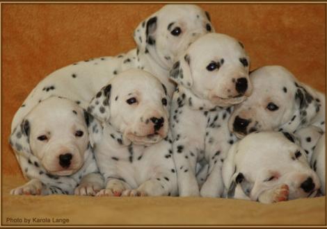 Lady Ohne, Lady Rosa, Lady Orange, Mr. Blau, Mr. Platte & Mr. Rot