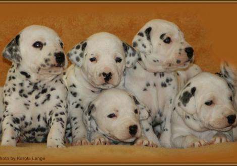 Mr. Braun, Lady Rosa, Lady Ohne, Lady Orange & Mr. Rot