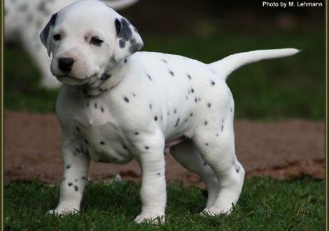 Mr. Rot (weiss/schwarz)