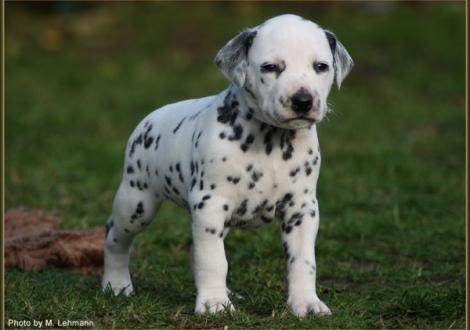 Mr. Weiss (weiss/schwarz)