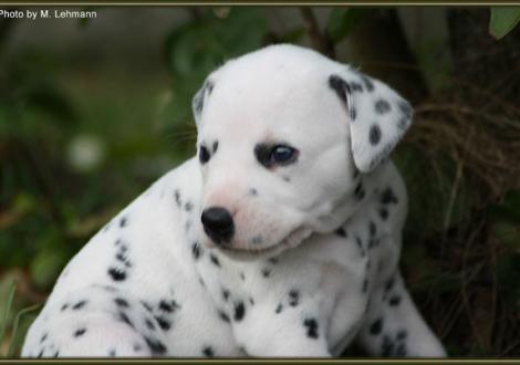 Mr. Blau (weiss/schwarz)