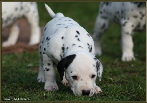 Mr. Platte (weiss/schwarz)