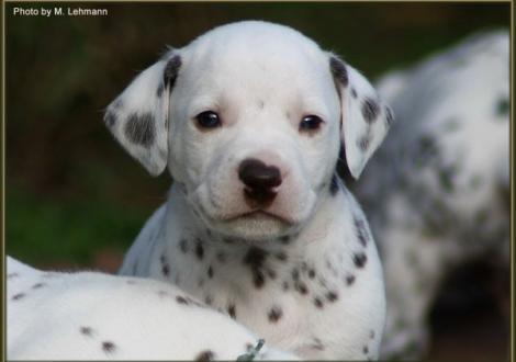 Mr. Ohne (weiss/braun)