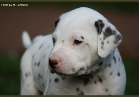 Mr. Hellblau (weiss/braun)