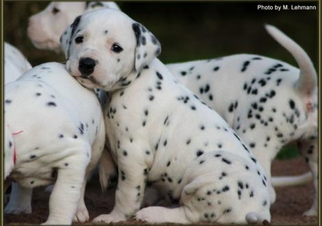 Lady Orange (weiss/schwarz)