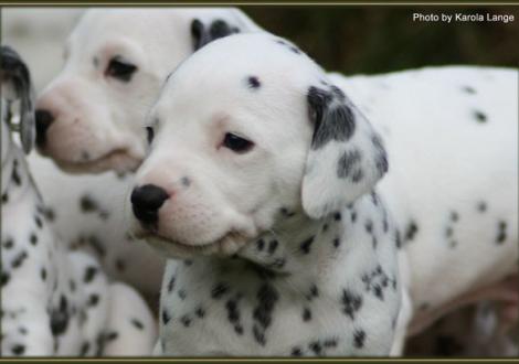 Lady Ohne (weiss/schwarz)