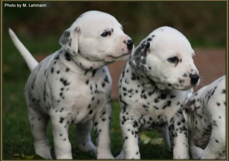 Mr. Blau & Mr. Braun