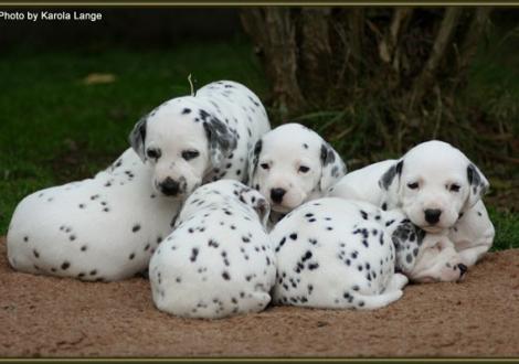 Mr. Weiss, Lady Ohne & Mr. Rot