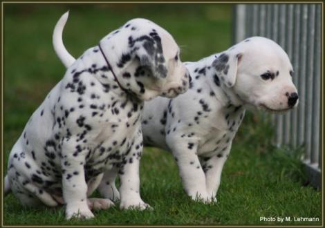 Mr. Braun & Mr. Blau