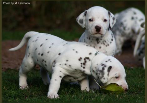 Mr. Hellblau & Mr. Ohne