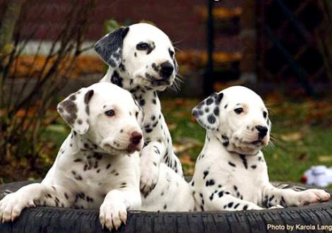 Red Bull, Really Important & Red Rose vom Teutoburger Wald 