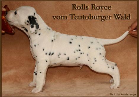 Rolls Royce vom Teutoburger Wald - vermittelt - (weiss/schwarz, beidseitig hörend)