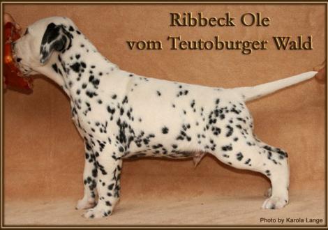 Ribbeck Ole vom Teutoburger Wald - vermittelt - (weiss/schwarz, beidseitig hörend)