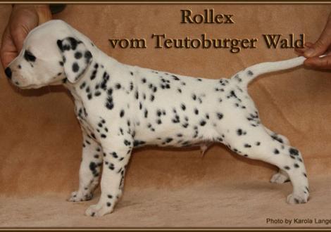 Rollex vom Teutoburger Wald - vermittelt - (Mr. Blau, weiss/schwarz, beidseitig hörend)