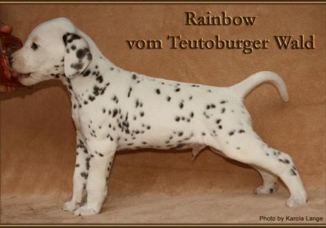 Rainbow vom Teutoburger Wald - vermittelt - (weiss/braun, beidseitig hörend)