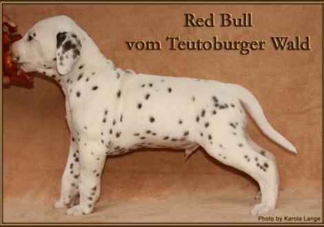 Red Bull vom Teutoburger Wald - sucht noch eine liebe Familie - (weiss/braun, beidseitig hörend)