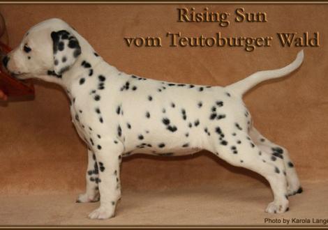 Rising Sun vom Teutoburger Wald - vermittelt - (weiss/schwarz, beidseitig hörend)