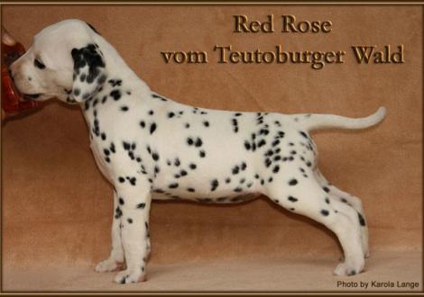 Red Rose vom Teutoburger Wald - vermittelt - (weiss/schwarz, beidseitig hörend)