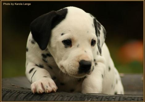 Royal Flush vom Teutoburger Wald - vermittelt -