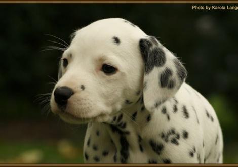 Remember Me vom Teutoburger Wald - sucht noch eine liebe Familie -