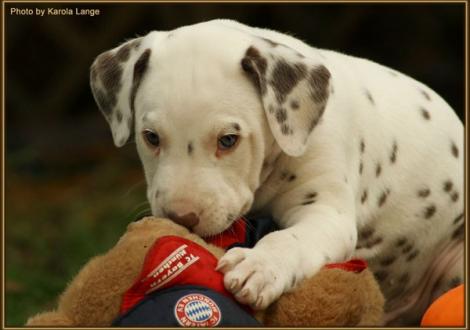 Red Bull vom Teutoburger Wald - sucht noch eine liebe Familie -