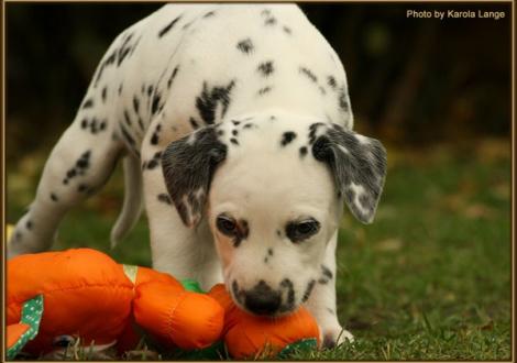 Really Important vom Teutoburger Wald - sucht noch eine liebe Familie -