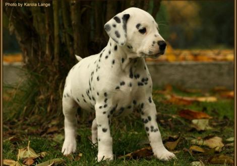 Rising Sun vom Teutoburger Wald