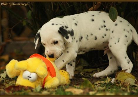 Rolls Royce vom Teutoburger Wald