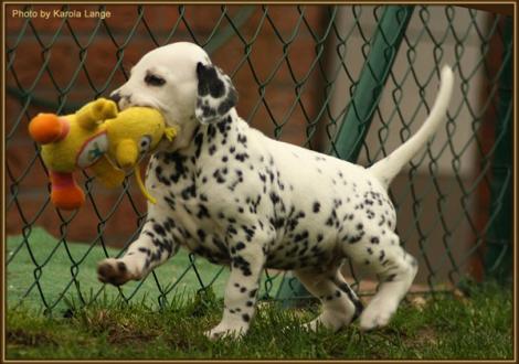 Ribbeck Ole vom Teutoburger Wald