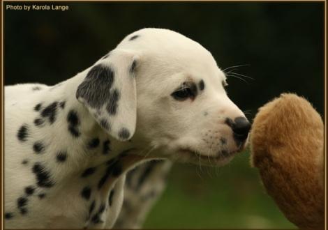 Rollex vom Teutoburger Wald