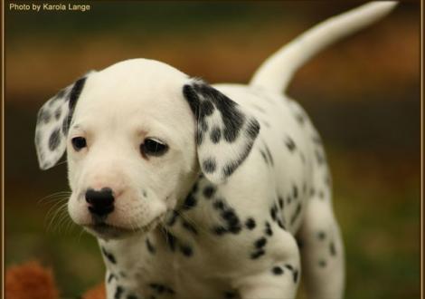 Red Rose vom Teutoburger Wald