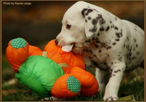 Rainbow vom Teutoburger Wald