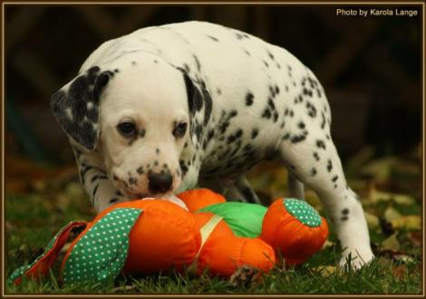 Ribbeck Ole vom Teutoburger Wald
