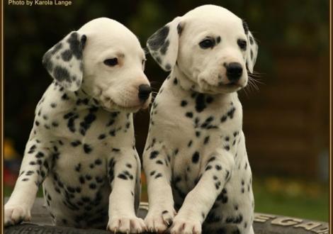 Remember Me & Rollex vom Teutoburger Wald