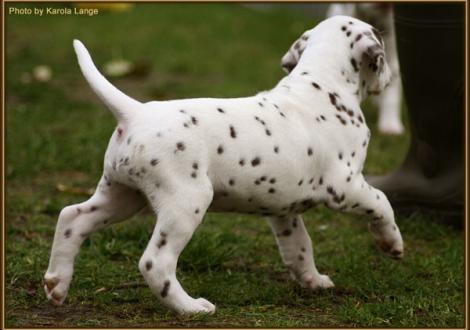 Red Bull vom Teutoburger Wald - sucht noch eine liebe Familie -