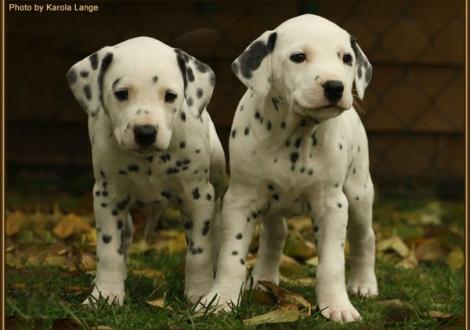 Rising Sun & Rolls Royce vom Teutoburger Wald