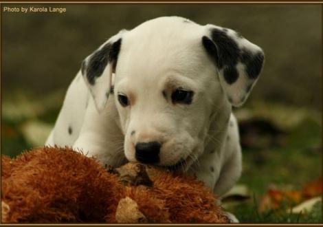 Rolls Royce vom Teutoburger Wald