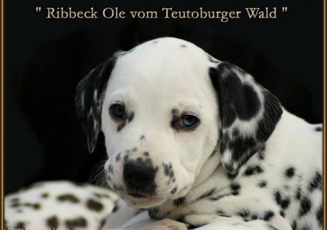 Ribbeck Ole vom Teutoburger Wald - vermittelt - (weiss/schwarz, beidseitig hörend)