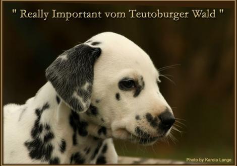 Really Important vom Teutoburger Wald - sucht noch eine liebe Familie - (Mr. Weiss, weiss/schwarz, beidseitig hörend)