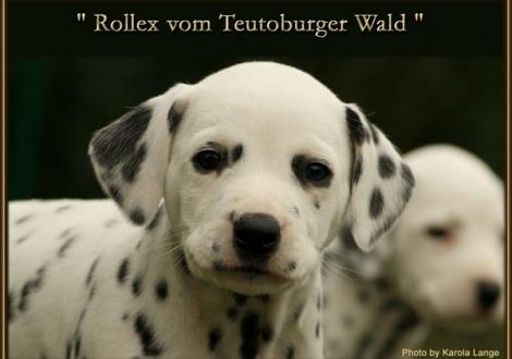 Rollex vom Teutoburger Wald - vermittelt - (Mr. Blau, weiss/schwarz, beidseitig hörend)