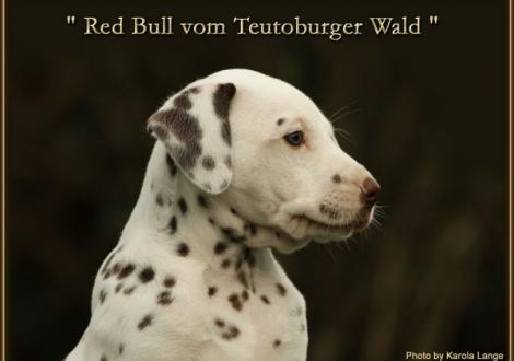Red Bull vom Teutoburger Wald - vermittelt - (weiss/braun, beidseitig hörend)