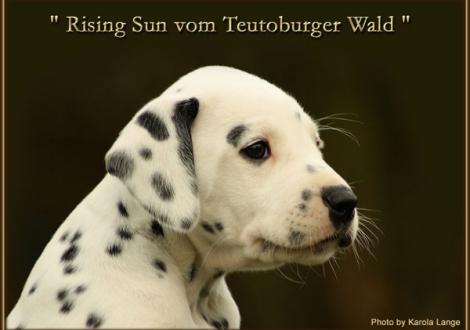 Rising Sun vom Teutoburger Wald - vermittelt - (weiss/schwarz, beidseitig hörend)