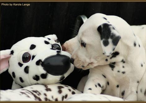 Rolls Royce vom Teutoburger Wald