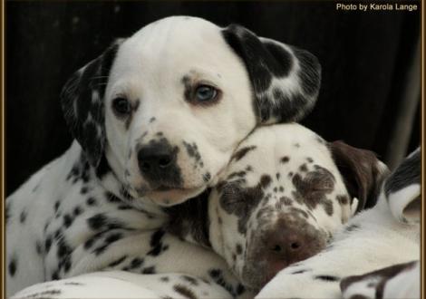 Ribbeck Ole vom Teutoburger Wald mit Christi ORMOND Famous Flame