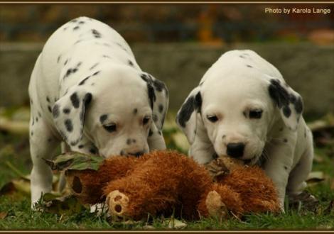 Rising Sun & Rolls Royce vom Teutoburger Wald