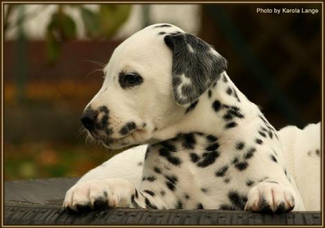 Really Important vom Teutoburger Wald - sucht noch eine liebe Familie -